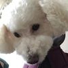 ama_co